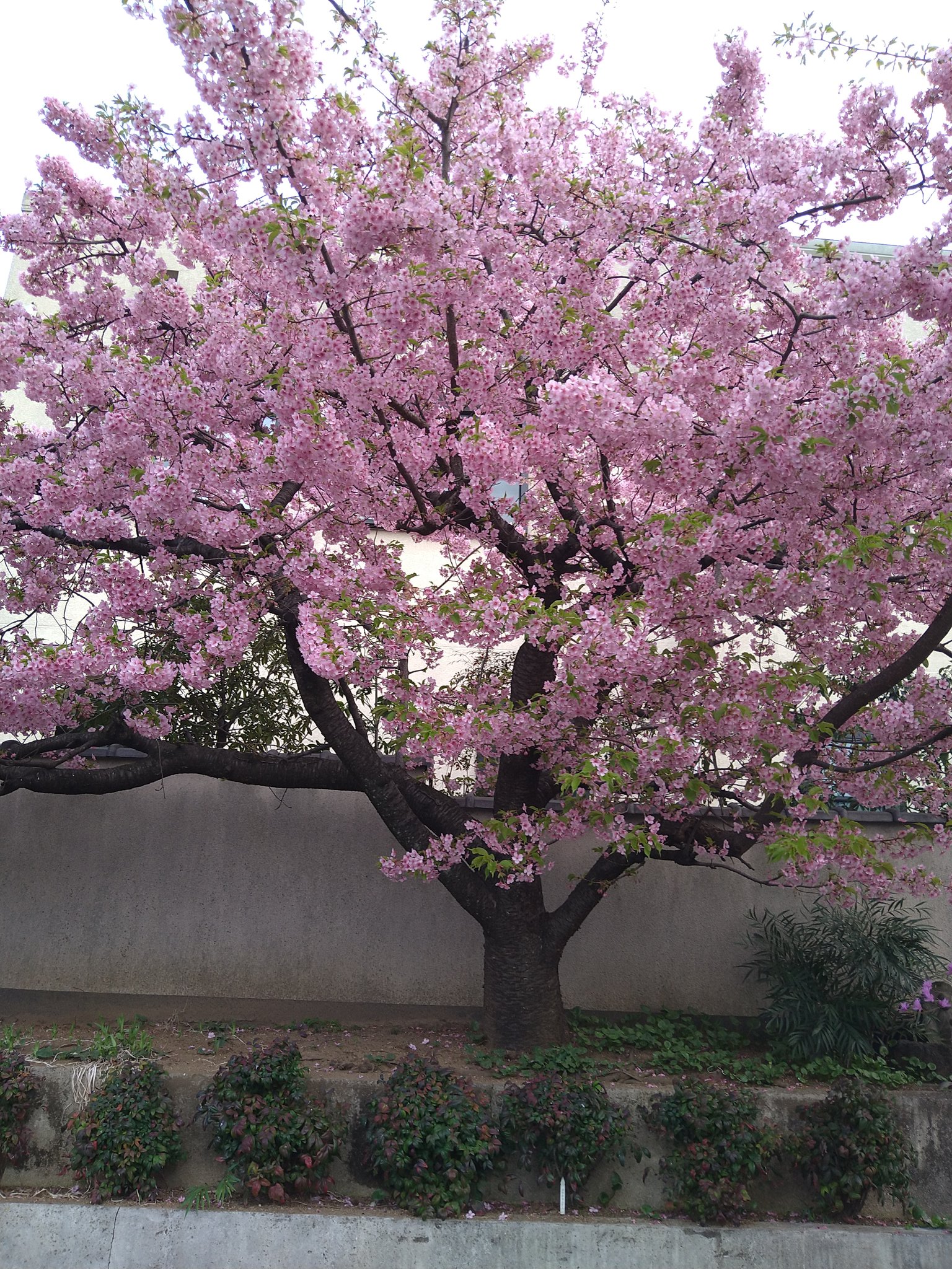 境内の花