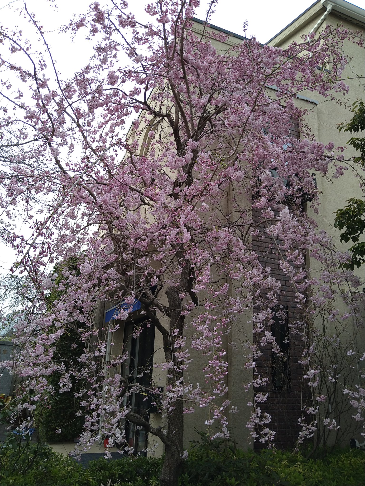 境内の花